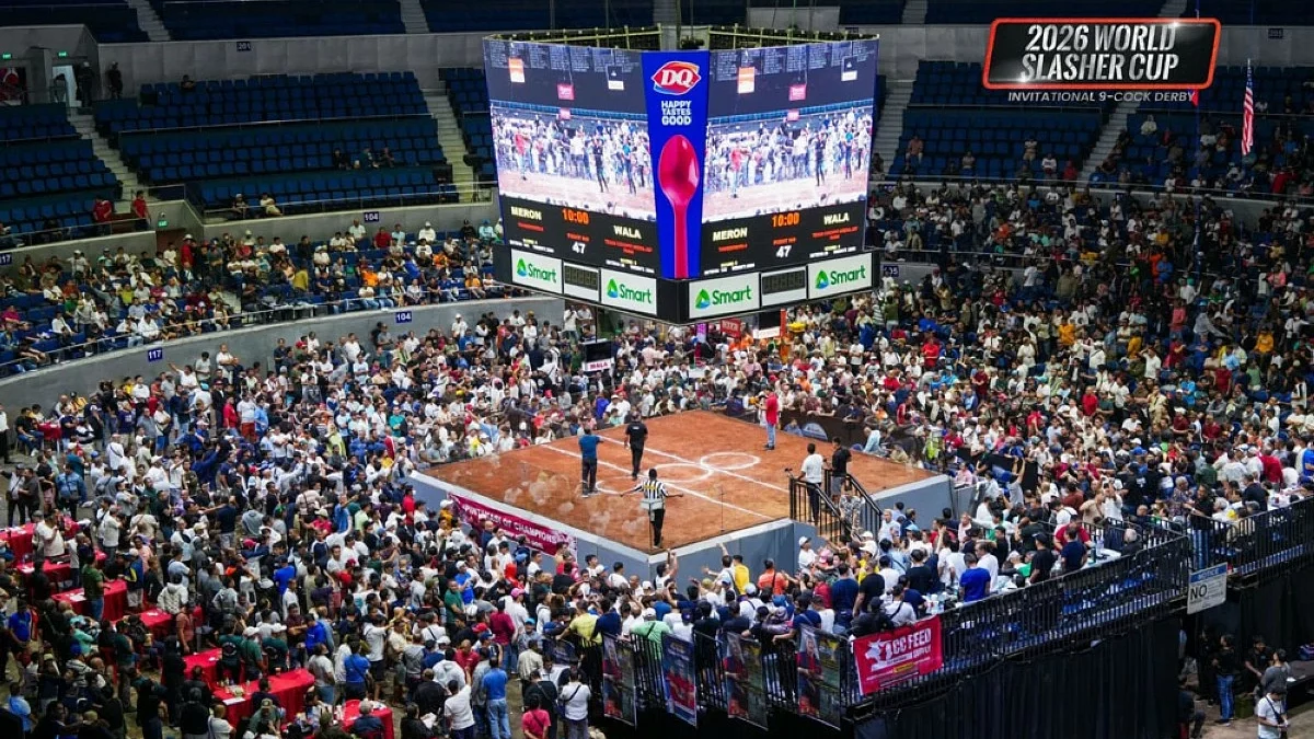 GPERYA Live Cockfighting Arena Feed